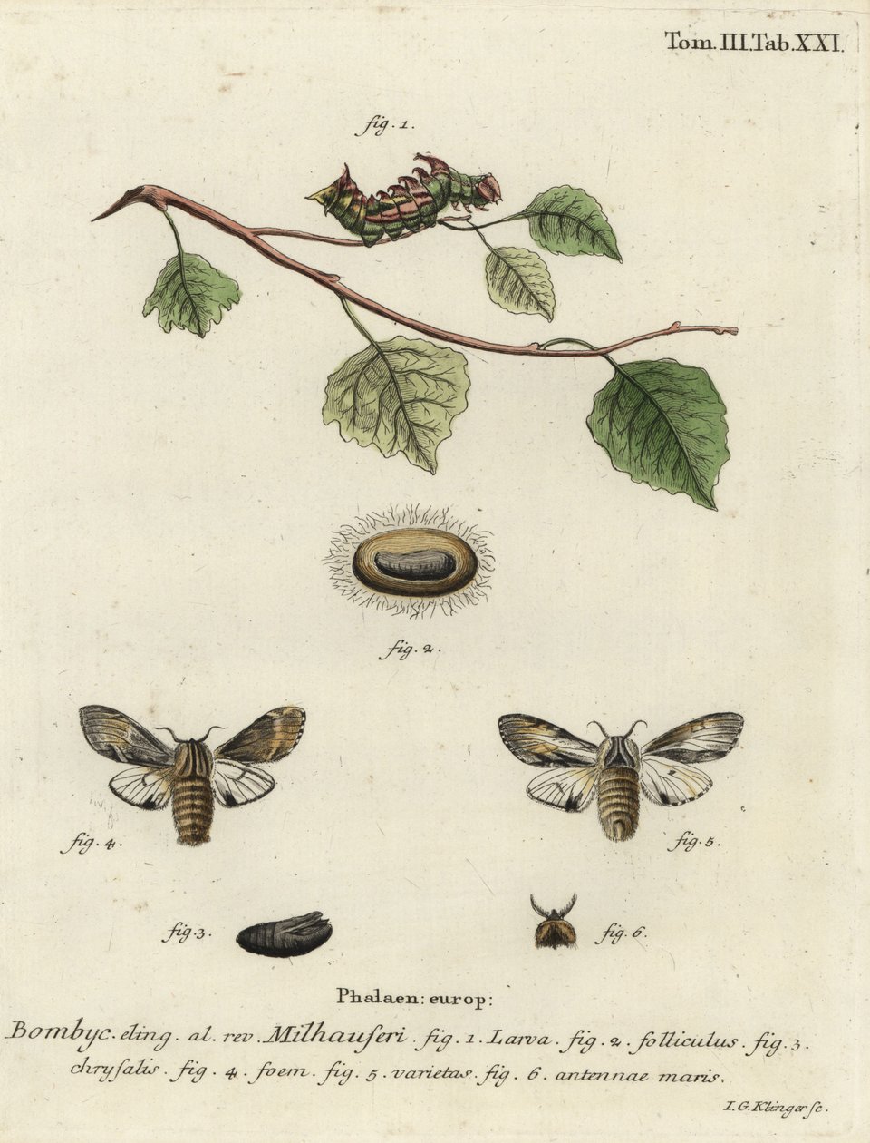Gulbrun fremtrædende møl, Harpyia milhauseri. af Johann Georg Klinger