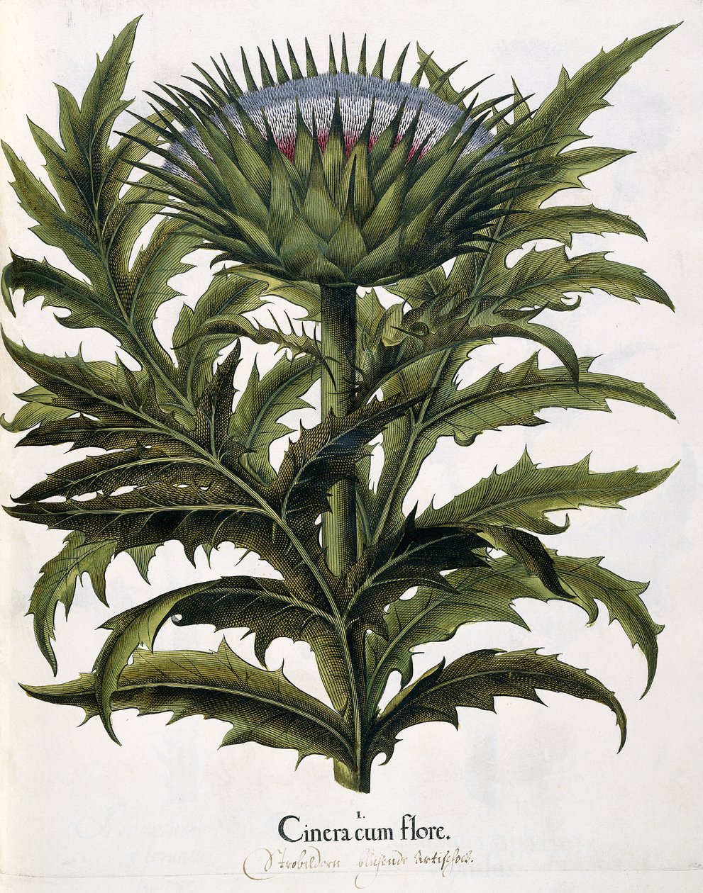 Cinera Cum Flore, 1613 af Johann Georg Ziesenis