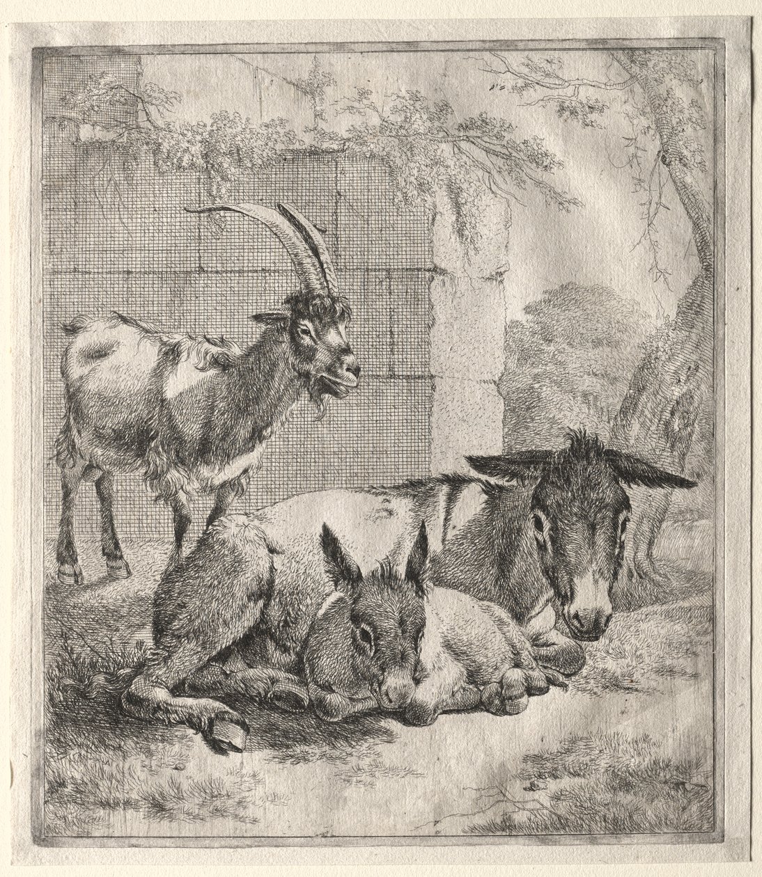 Ged og æsler af Johann Heinrich Roos