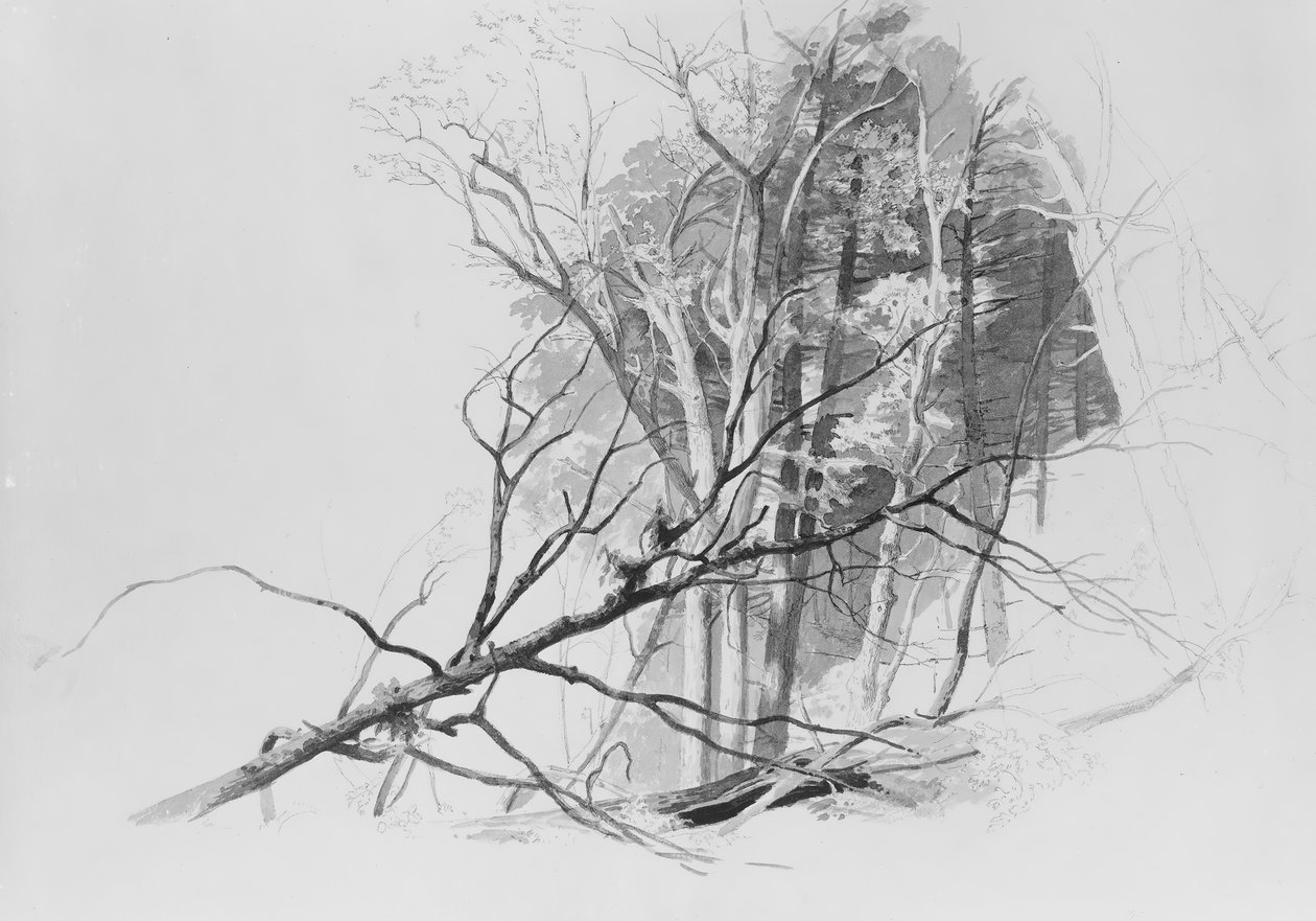 Skovscene,. af Johann Hermann Carmiencke