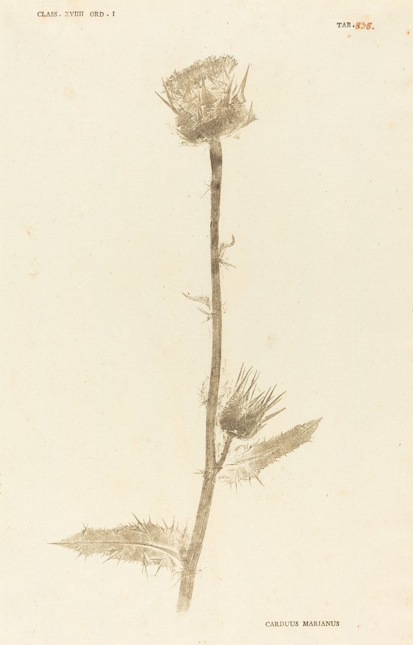 Marianus Cardus af Johann Hieronymus Kniphof