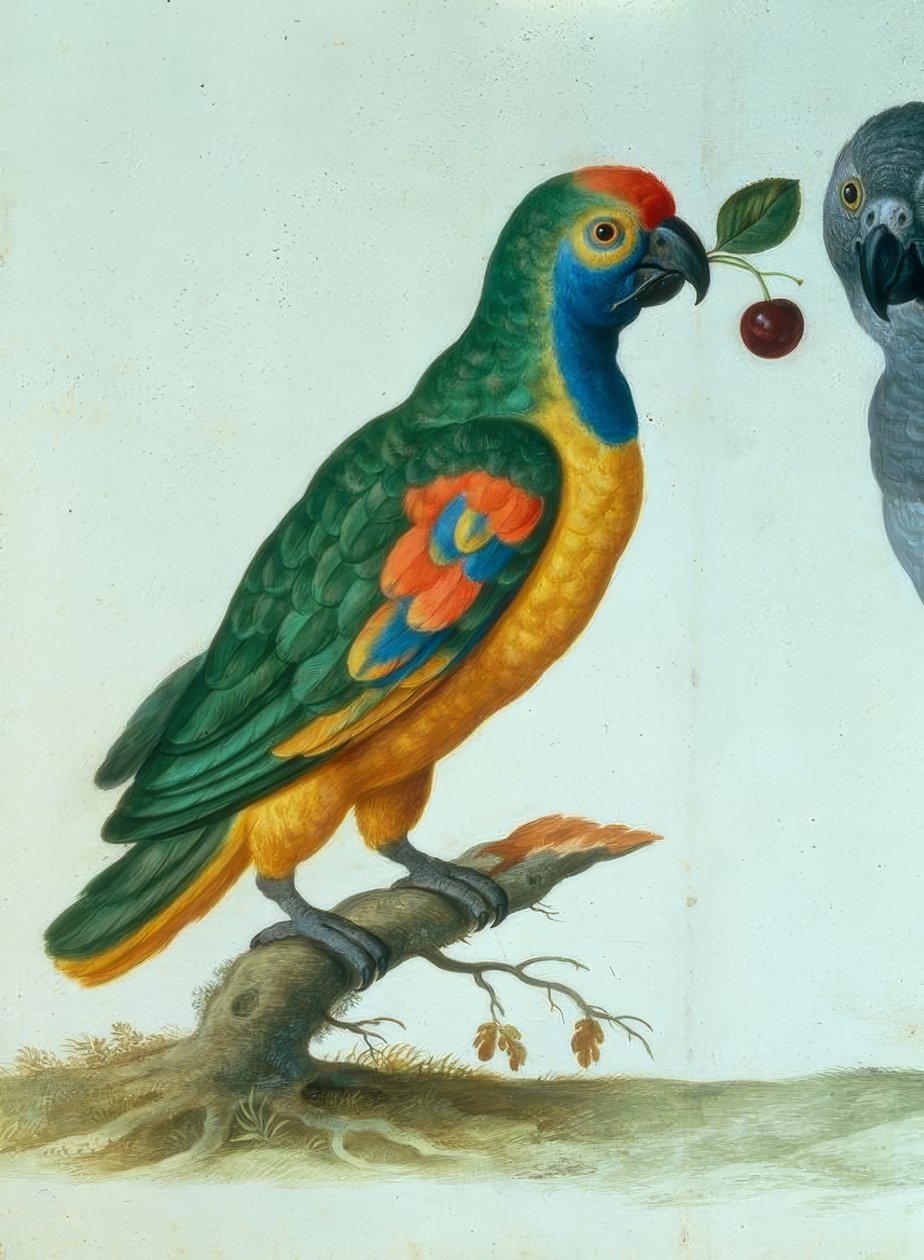 Amazon papegøje / Walther af Johann Jakob Walther