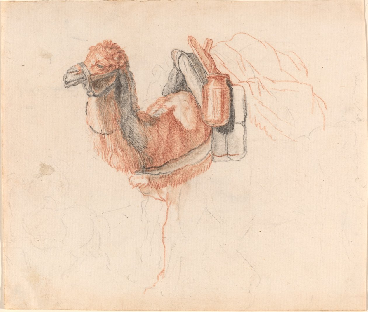 Kamel af Johann Rudolph Schellenberg