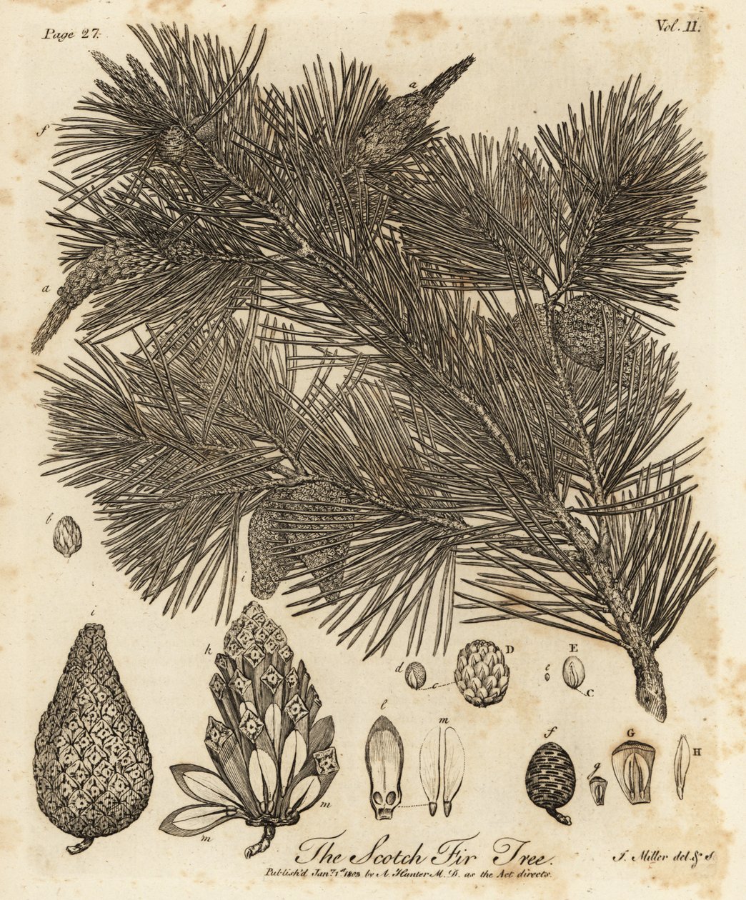 Skovfyr, Pinus sylvestris. af Johann Sebastien Muller