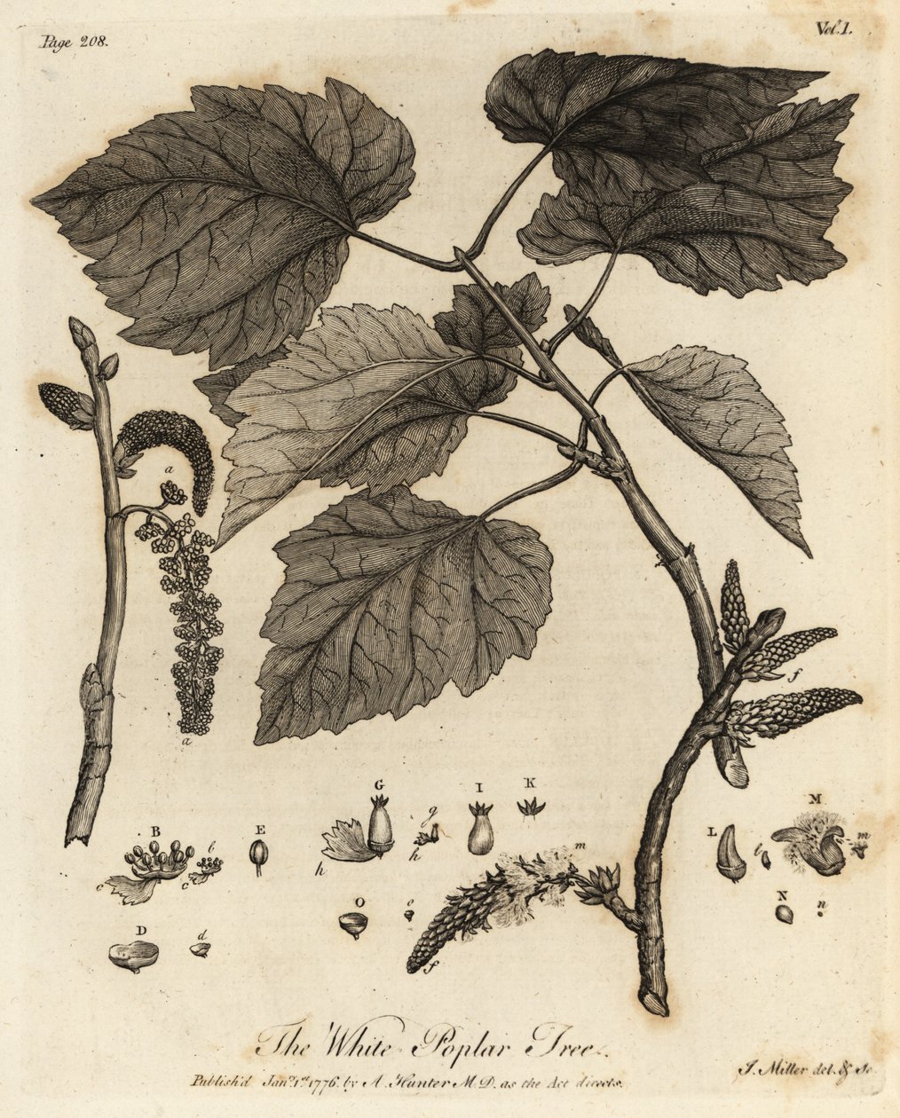 Hvidt poppeltræ, Populus alba. af Johann Sebastien Muller