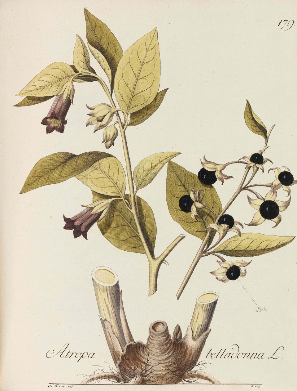 Illustration af alle økonomiske planter, 1786-1788. af Johann Simon von Kerner