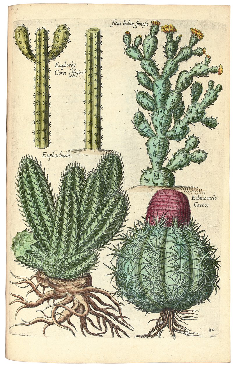 Kaktusser, 1641 af Johann Theodor de Bry