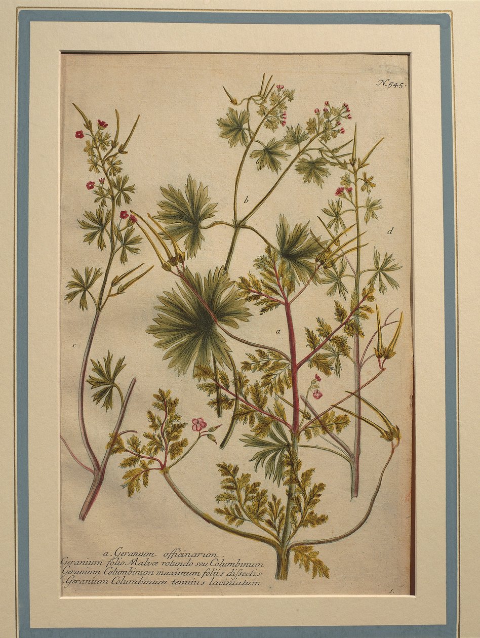 Urt Robert (Geranium robertianum), farvet gravering af Johann Wilhelm Weinmann