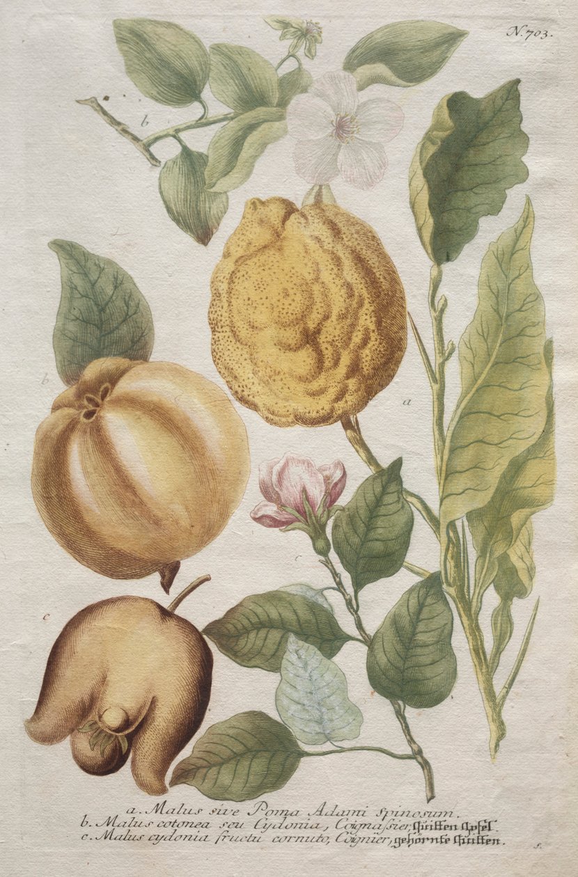 Phytanthoza iconographia: nr. 703. af Johann Wilhelm Weinmann