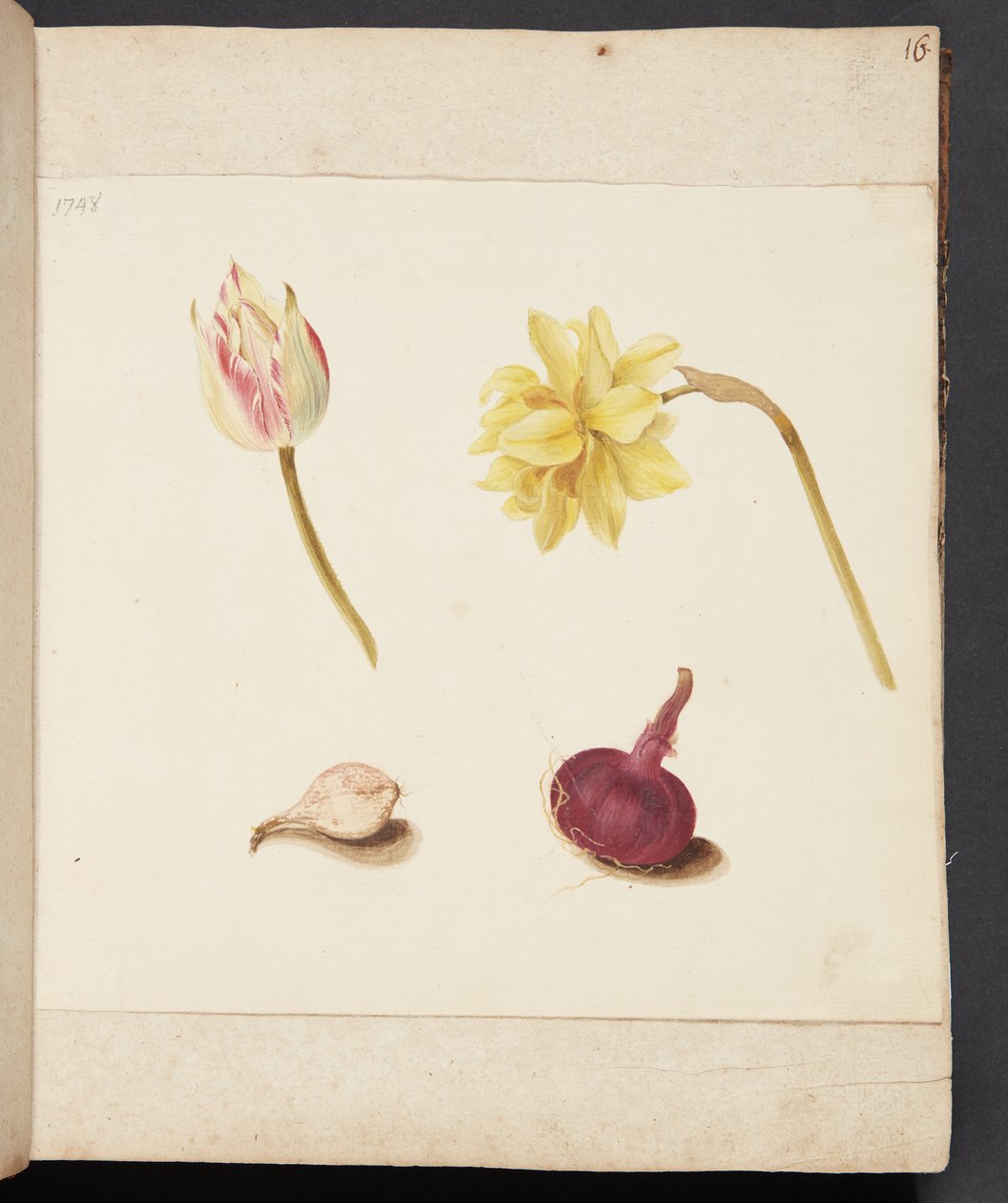 Studie af blomster og løg af Johanna Fosie