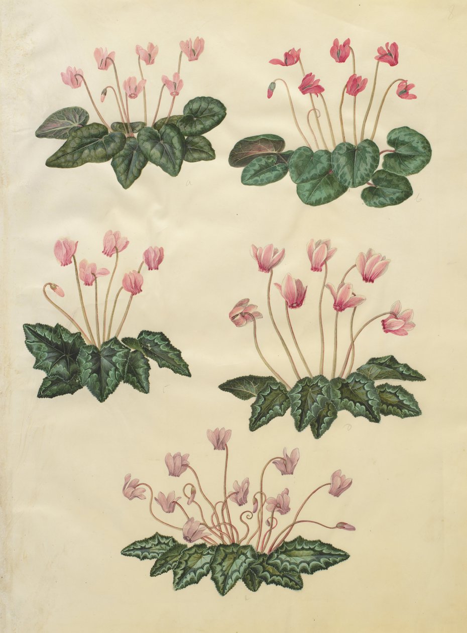 Cyclamen purpurascens; Cyclamen hederifolium af Johannes Simon Holtzbecher