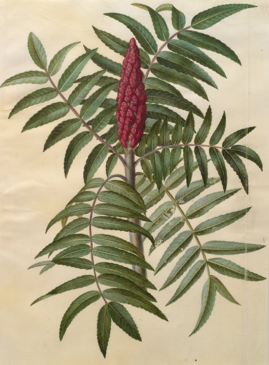 Rhus typhina af Johannes Simon Holtzbecher
