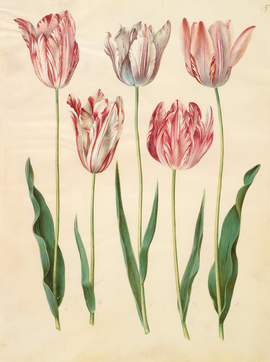 Tulipa gesneriana af Johannes Simon Holtzbecher