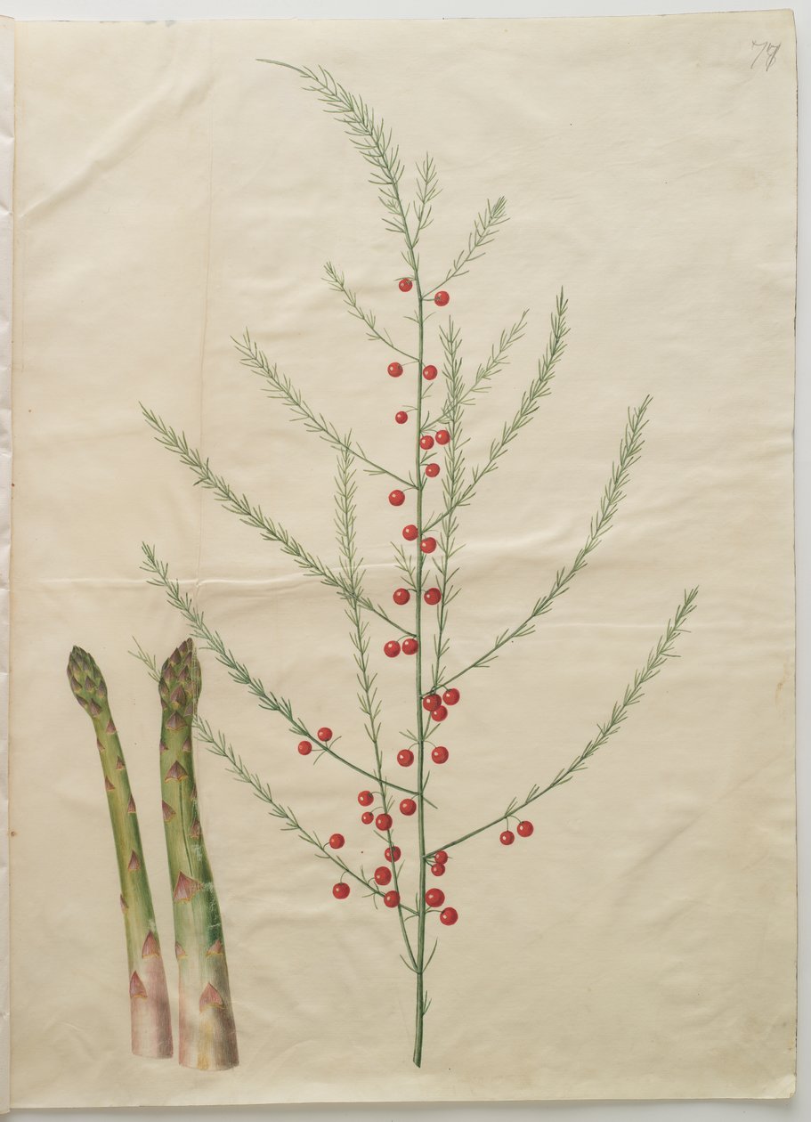 Asparges officinalis af Johannes Simon Holtzbecker