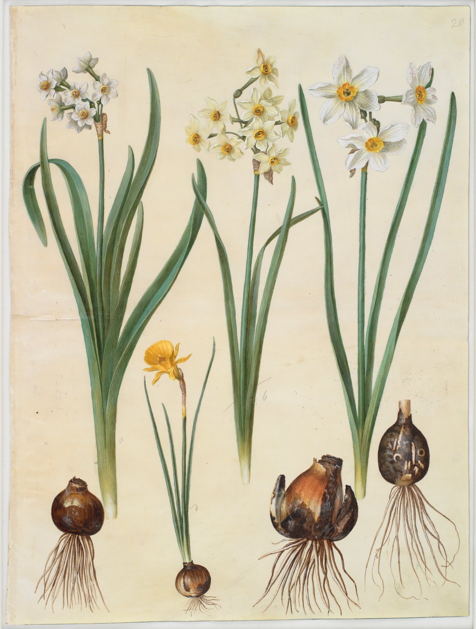 Narcissus tazetta; Narcissus orientalis; Corbularia bulbocodium af Johannes Simon Holtzbecker