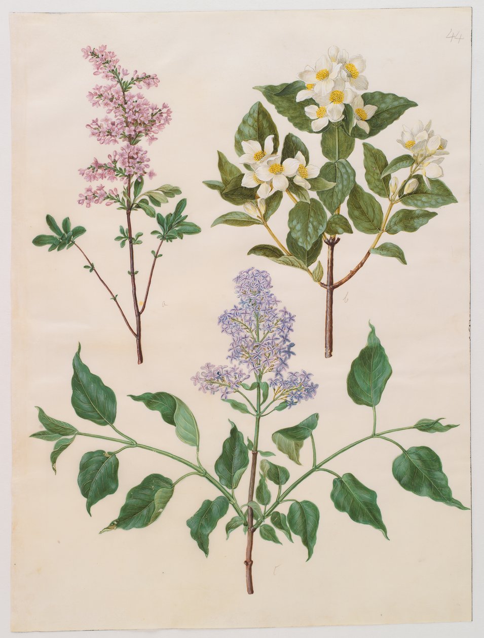 Syringa x persica; Philadelphus coronarius; Syringa vulgaris af Johannes Simon Holtzbecker