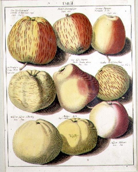 Æbler af Seligman af Johannes Hendrik (after) Knoop