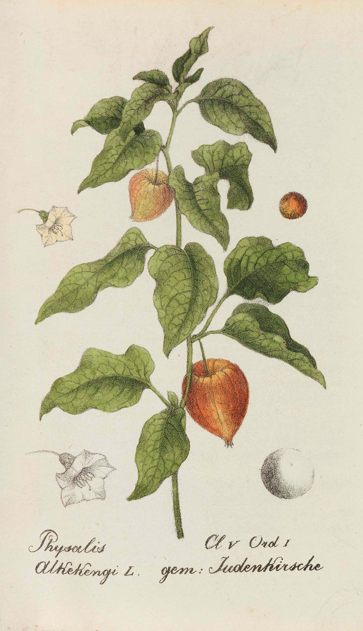 Samling af schweiziske planter, 1825-1846. af Johannes Jacob Hegetschweiler