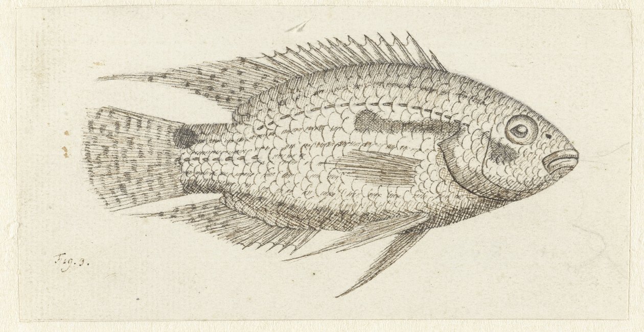 Tropisk fisk Chromis epse af Johannes le Francq van Berkhey