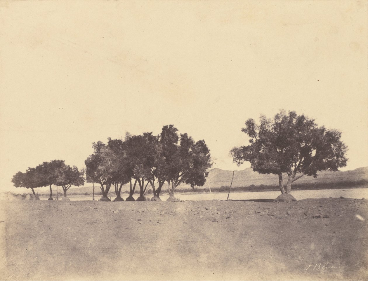 (Undersøgelser af sycomores, Korosko) af John Beasly Greene