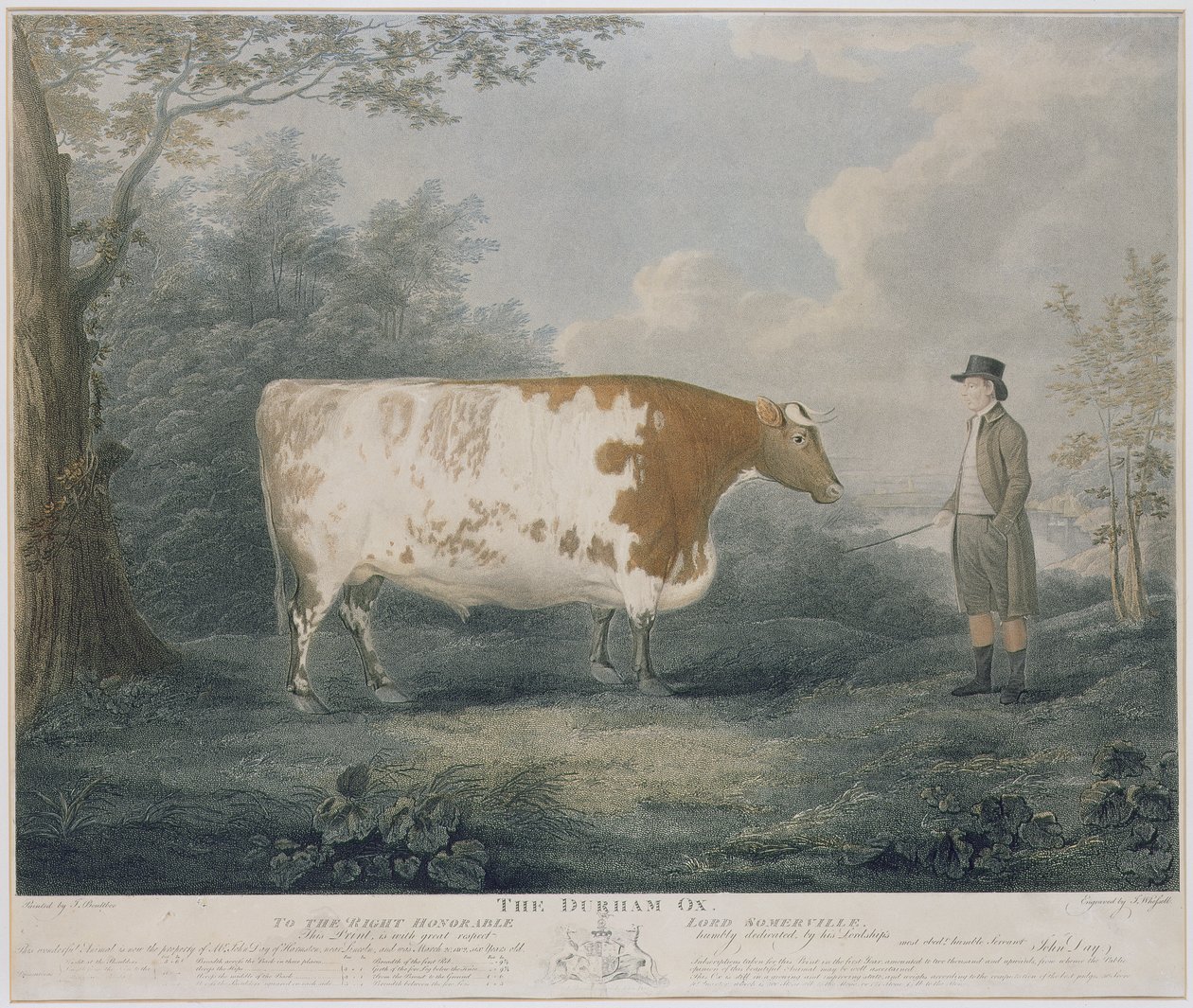 Durham Ox, graveret af J. Wessel, 1802 (farvegravering) af John Boultbee