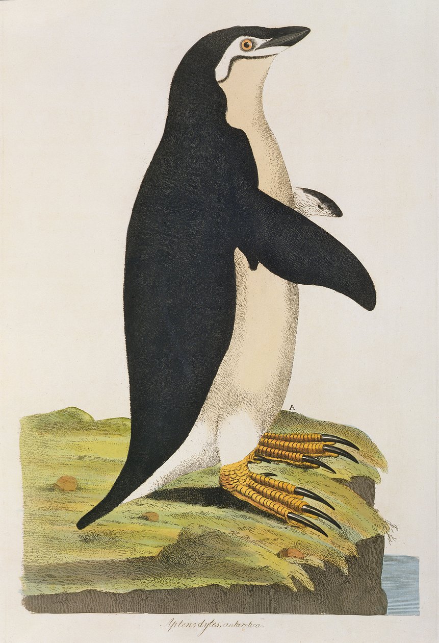 "Aptenodytes Antarctica", illustration fra "Cimelia Physica. Figures of rare and curious quadrupeds, birds..." udgivet 1796 (håndkoloreret stik) af John Frederick Miller