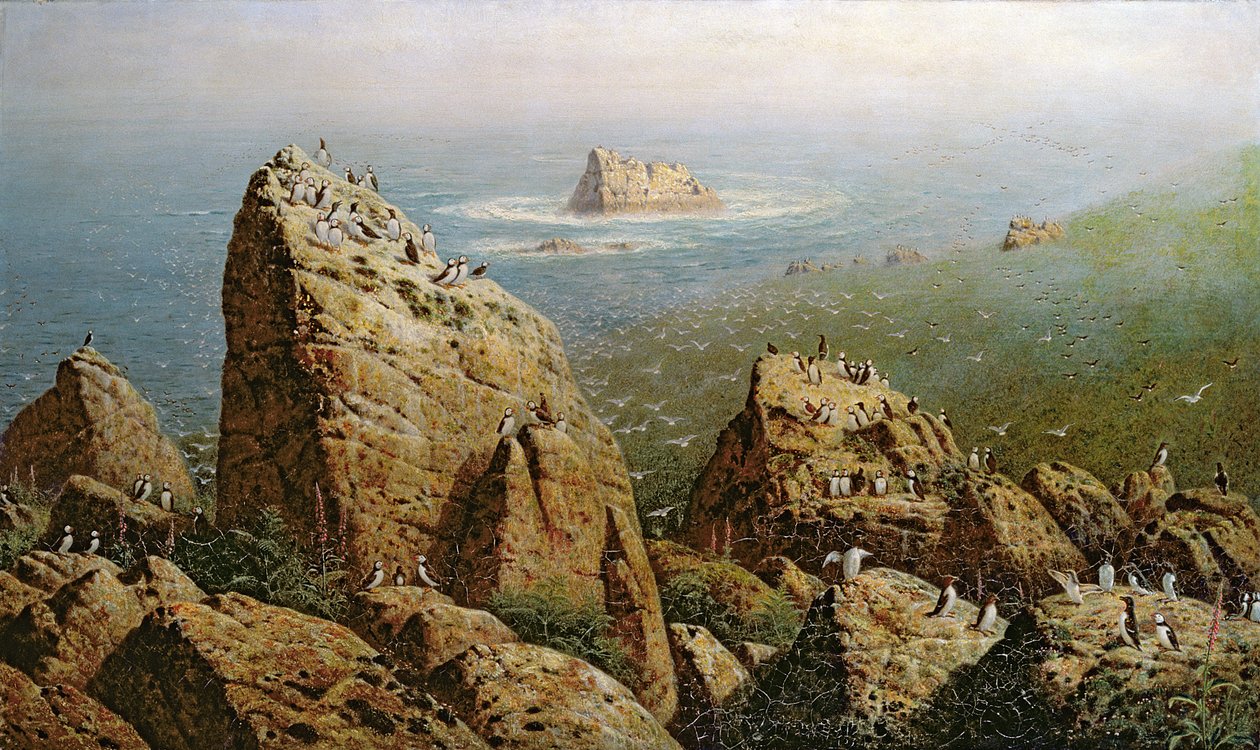 Lundefugle på Lundy Island af John George Naish