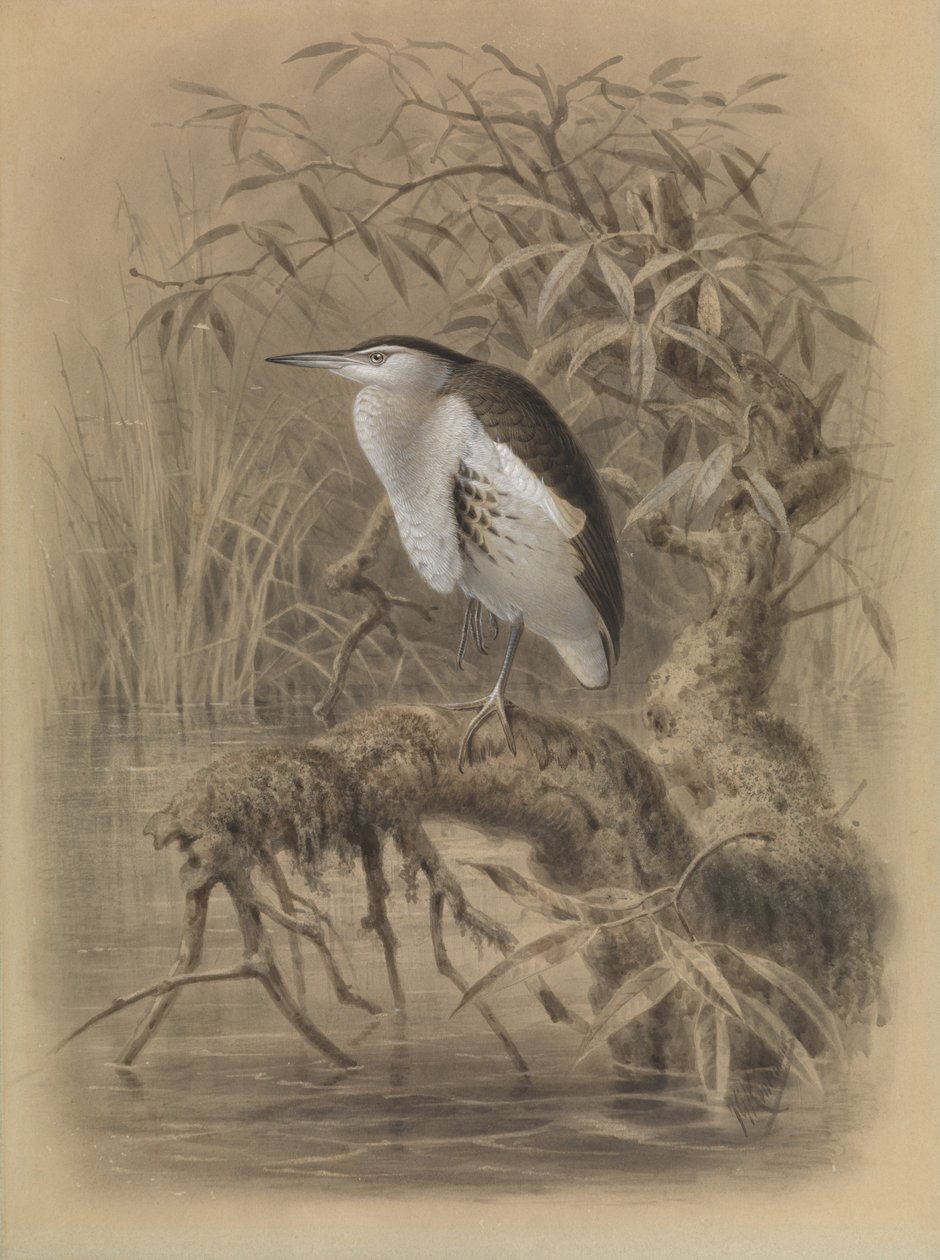 Lille bitter, Ixobrychus minutus af John Gerrard Keulemans