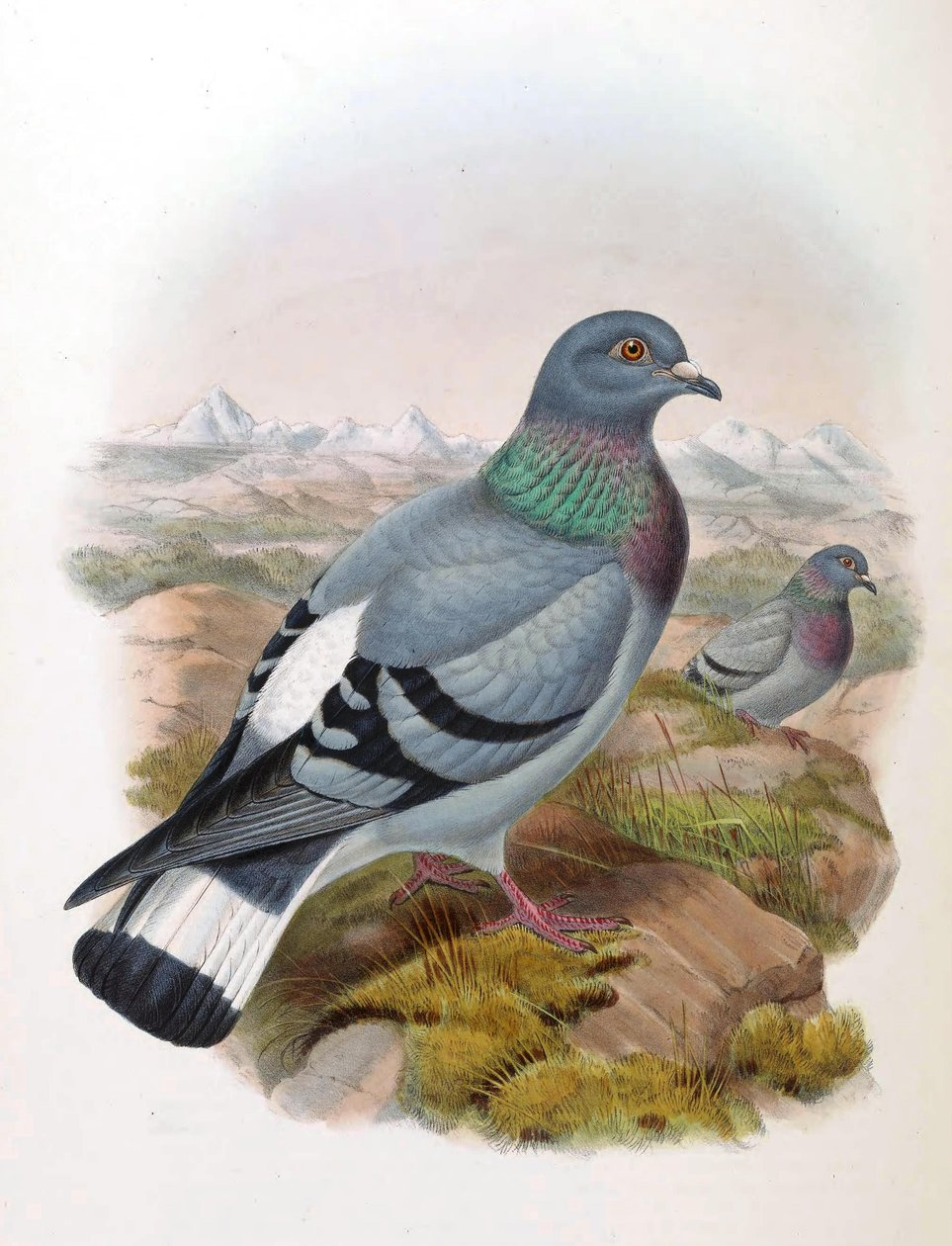 Stendue (Columba rupestris) af John Gould