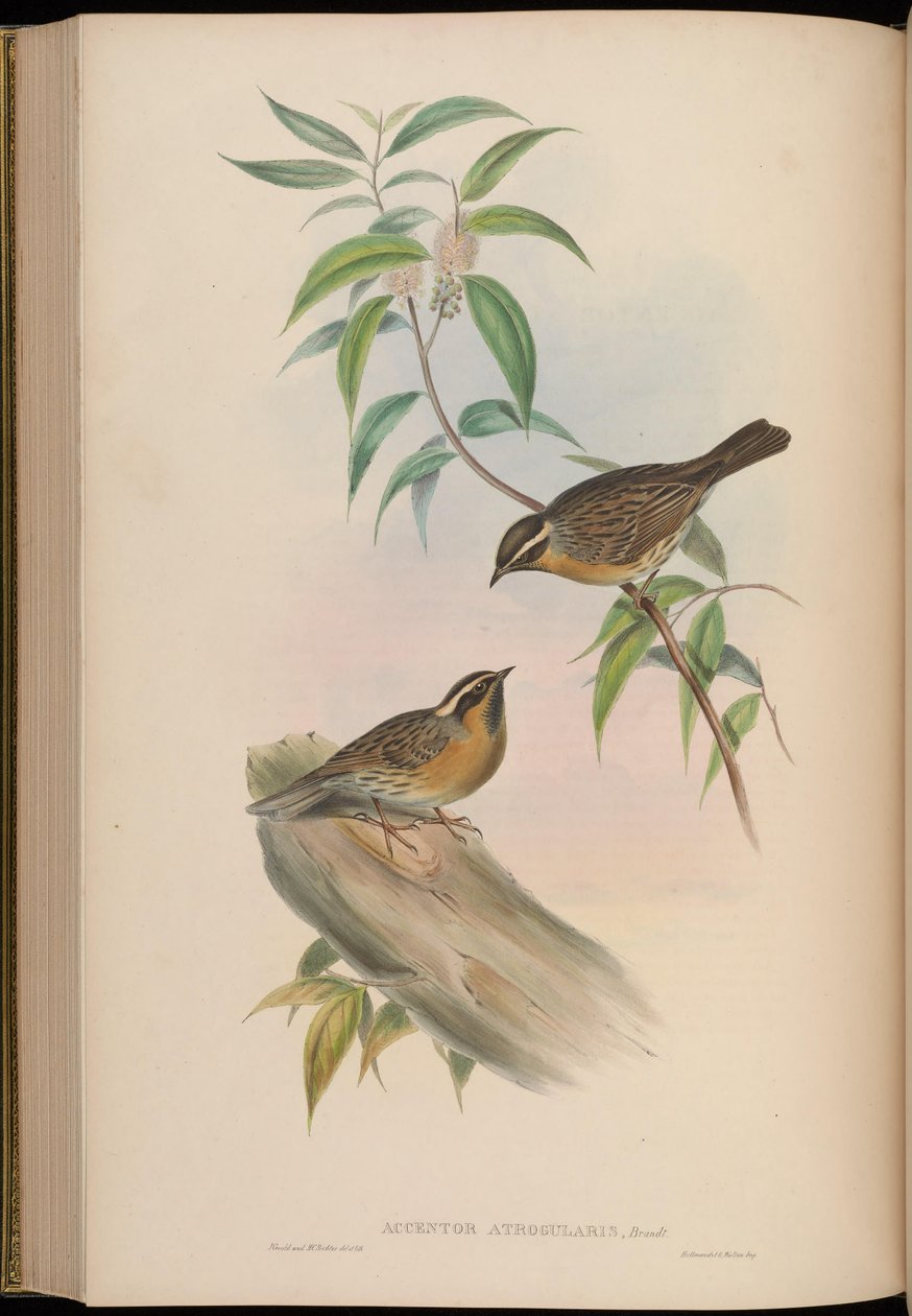 Accentor atrogularis = Prunella atrogularis af John Gould