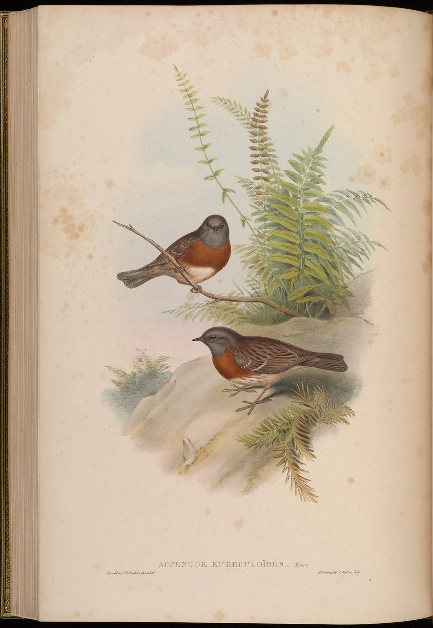 Accentor rubeculoides = Prunella rubeculoides af John Gould