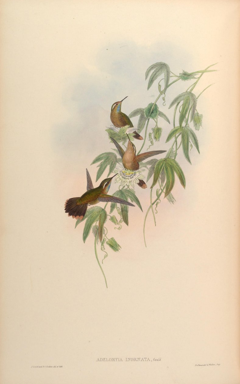 Adelomyia inornata = Adelomyia melanogenys inornata af John Gould