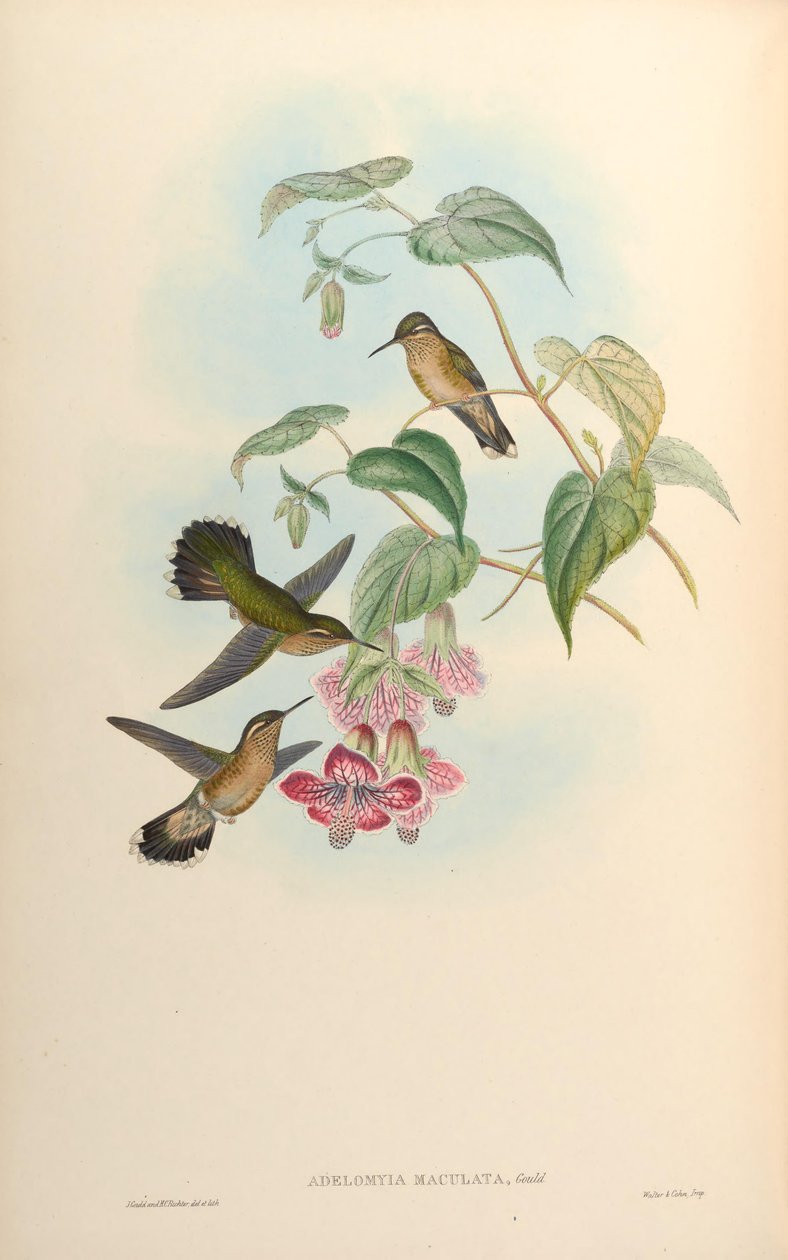 Adelomyia maculata = Adelomyia melanogenys maculata af John Gould