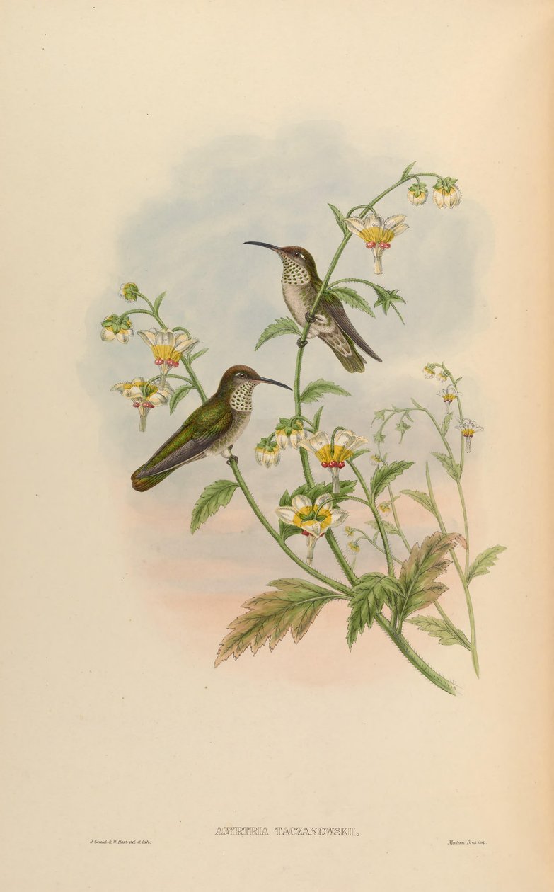 Agyrtria taczanowskii = Leucippus taczanowskii af John Gould