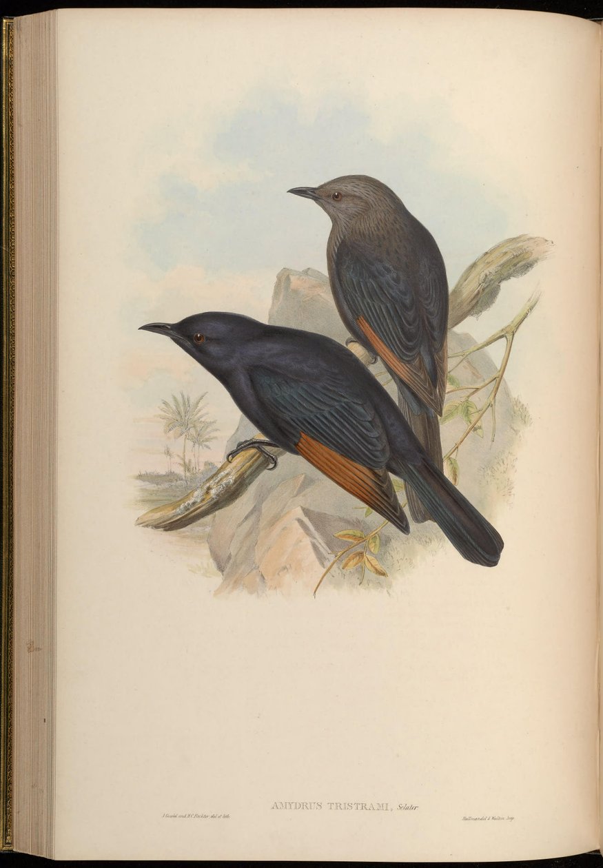 Amydrus tristamii = Onychognathus tristramii af John Gould