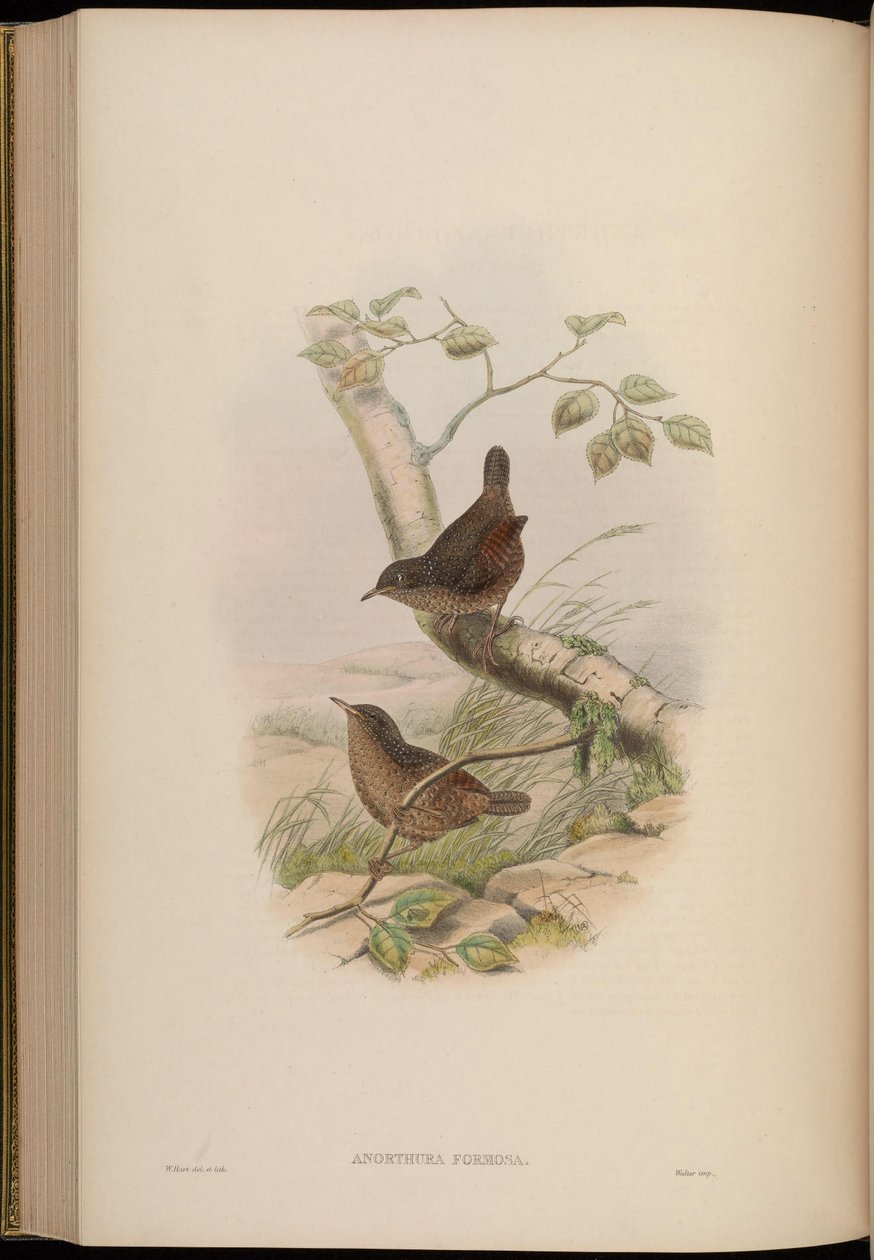 Anorthura formosa = Spelaeornis formosus af John Gould