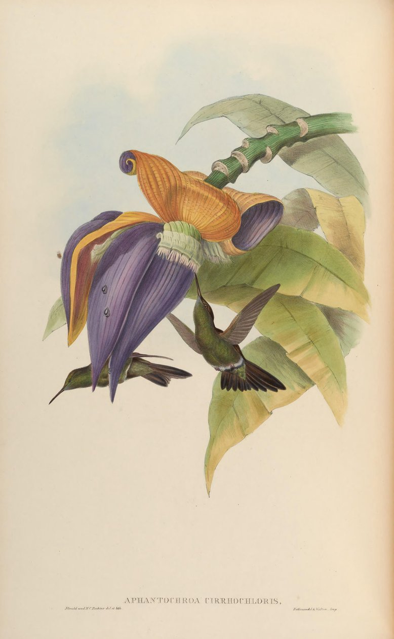 Aphantochroa cirrochloris af John Gould