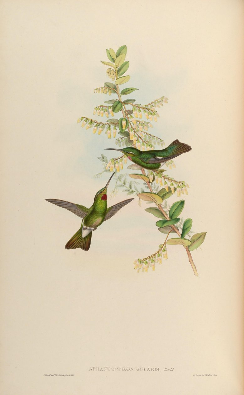 Aphantochroa gularis = Heliodoxa gularis af John Gould