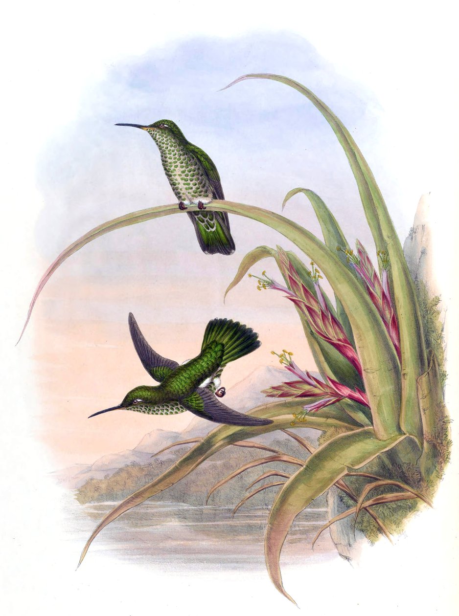 Aphantochroa hyposticta = Taphrospilus hypostictus af John Gould
