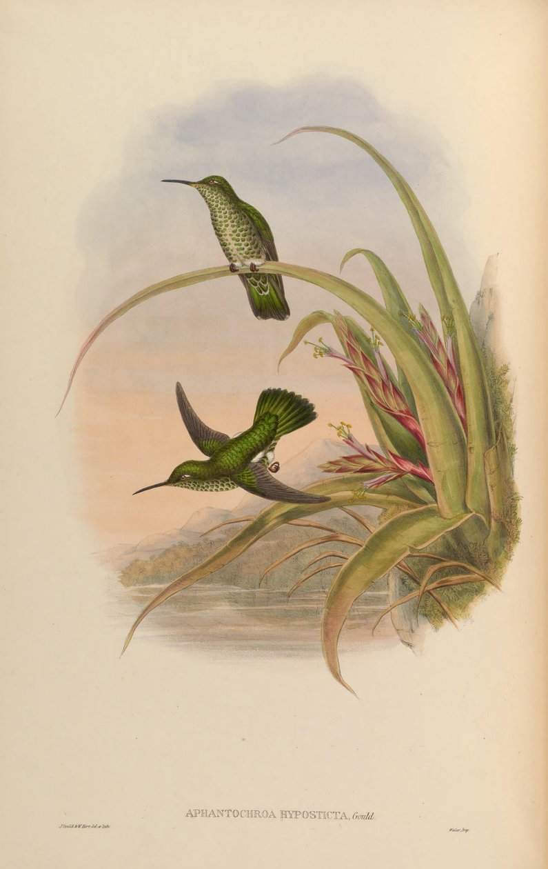 Aphantochroa hyposticta = Taphrospilus hypostictus af John Gould