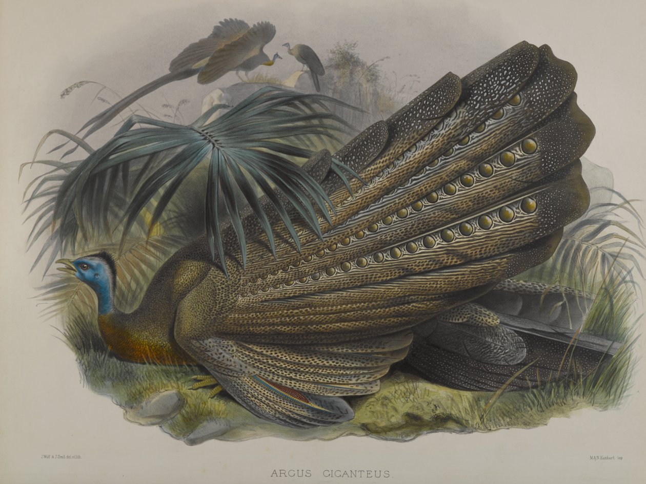 Argus Giganteus: Stor Argus Fasan af John Gould