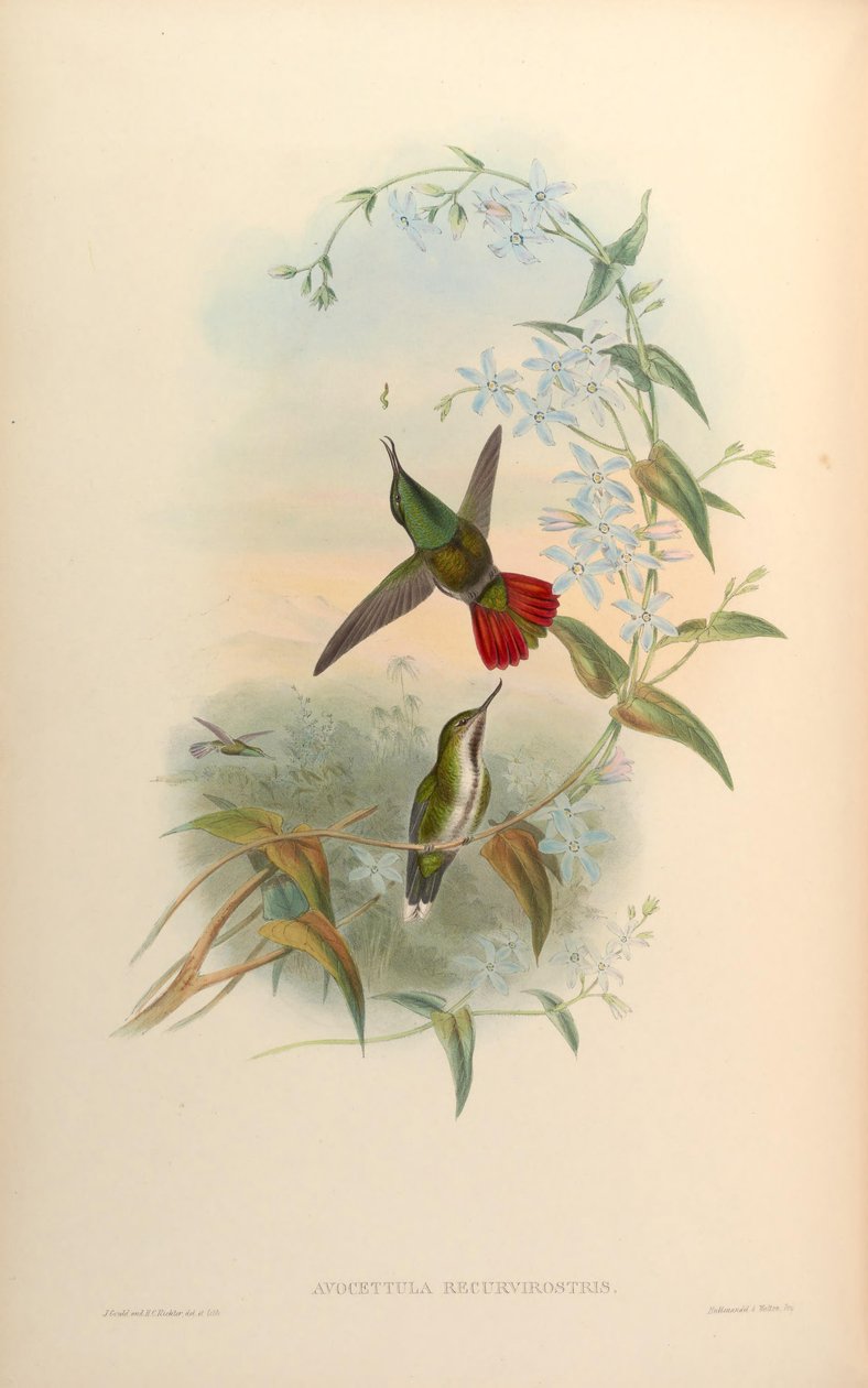 Avocettula recurvirostris af John Gould