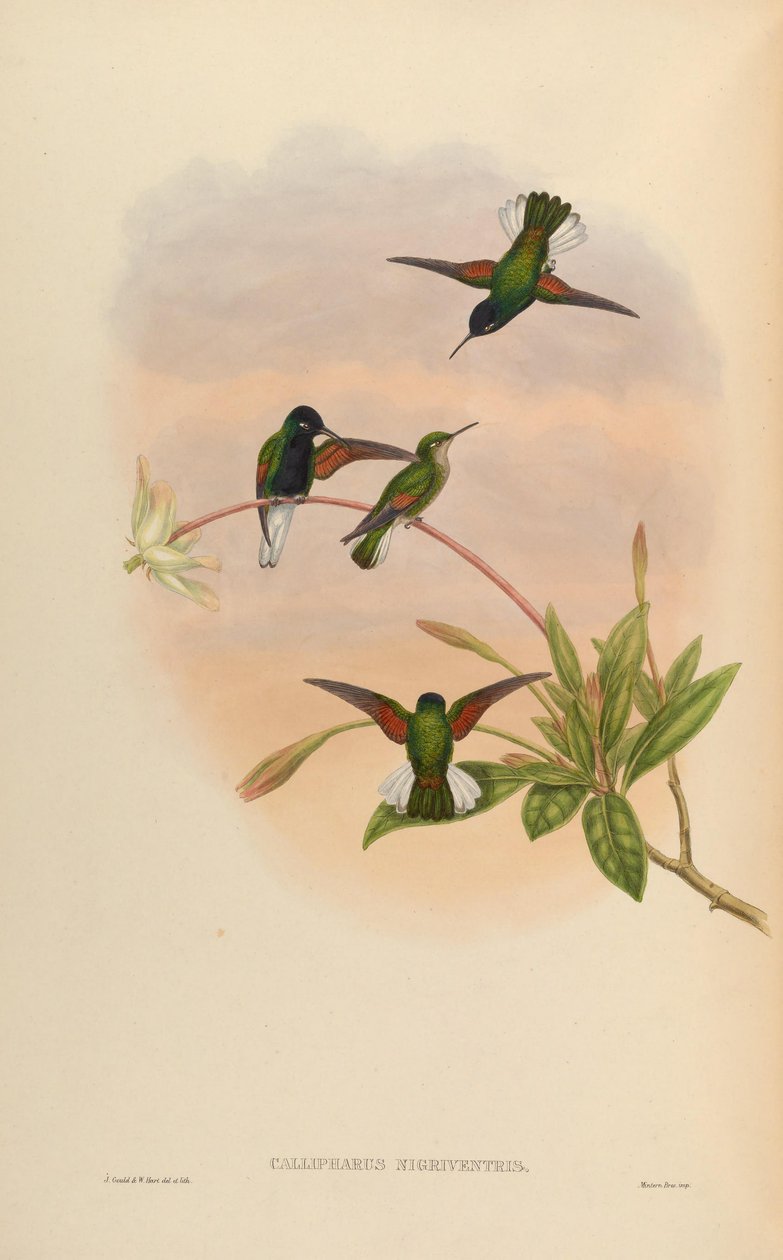 Callipharus nigriventris = Eupherusa nigriventris af John Gould