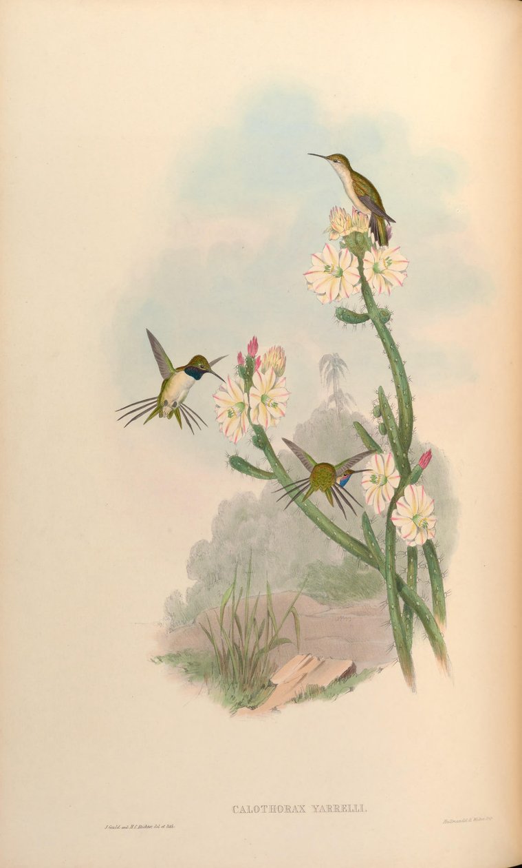 Calothorax yarrelli = Eulidia yarrellii af John Gould