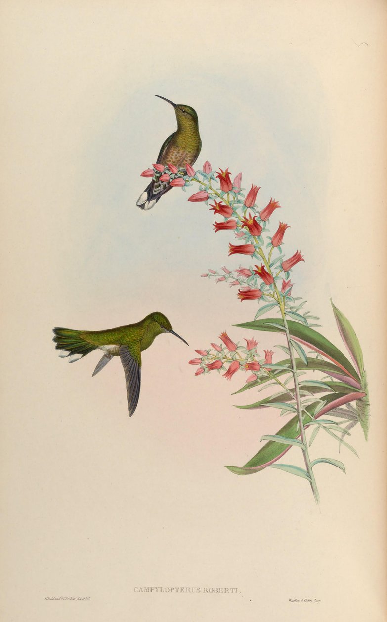 Campylopterus roberti = Phaeochroa cuvierii roberti af John Gould
