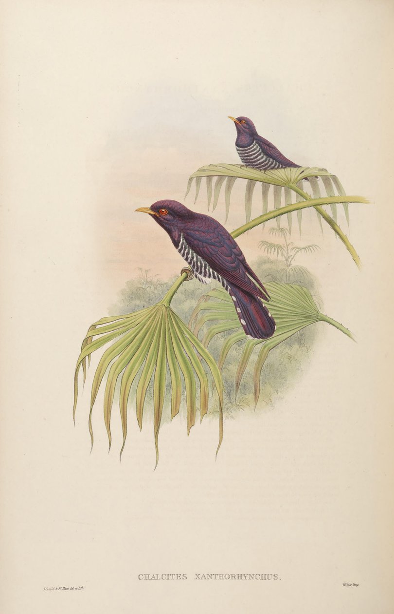 Chalkites xanthoryx = Chrysococcus xanthryx af John Gould