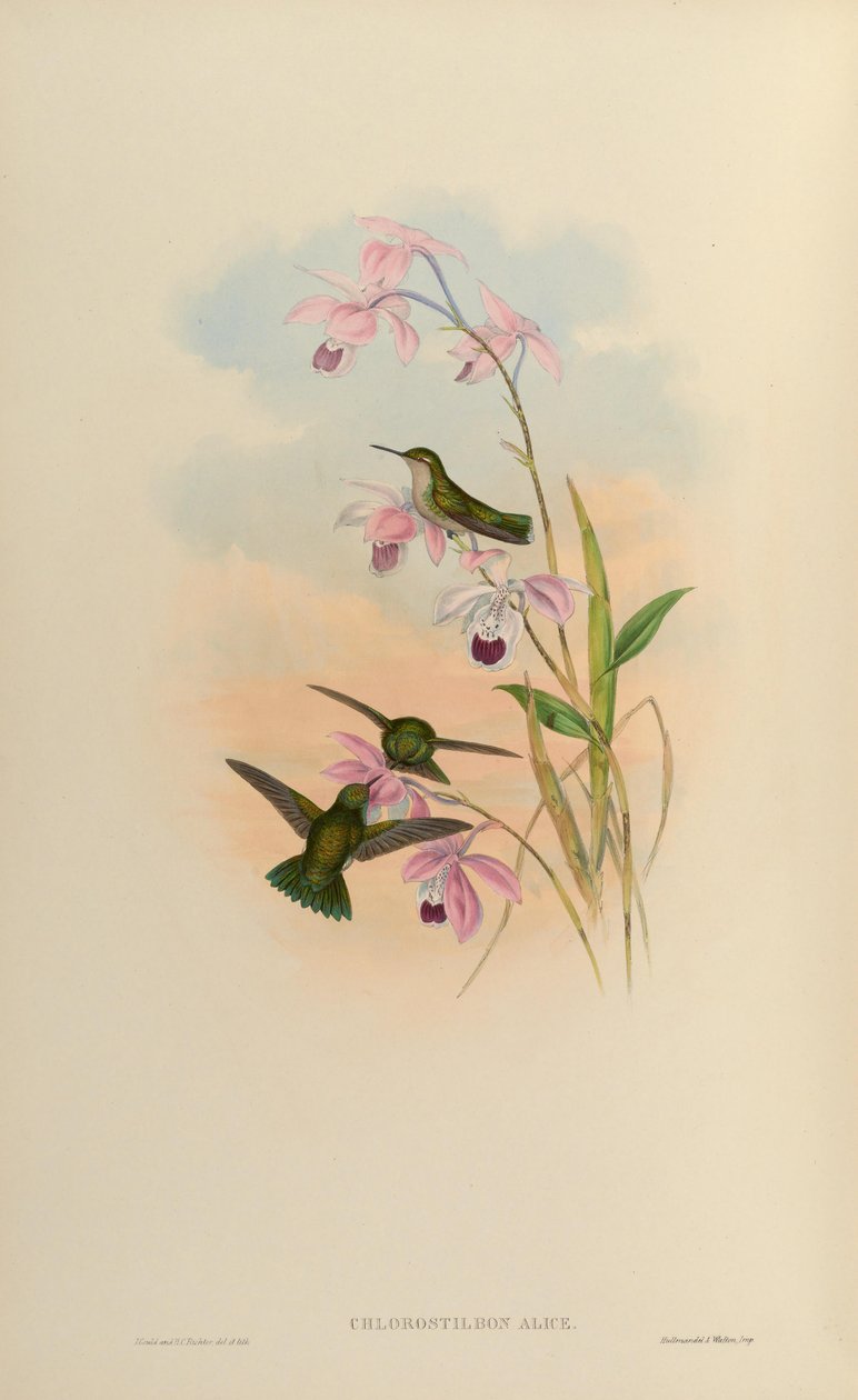 Chlorostilbon alice af John Gould