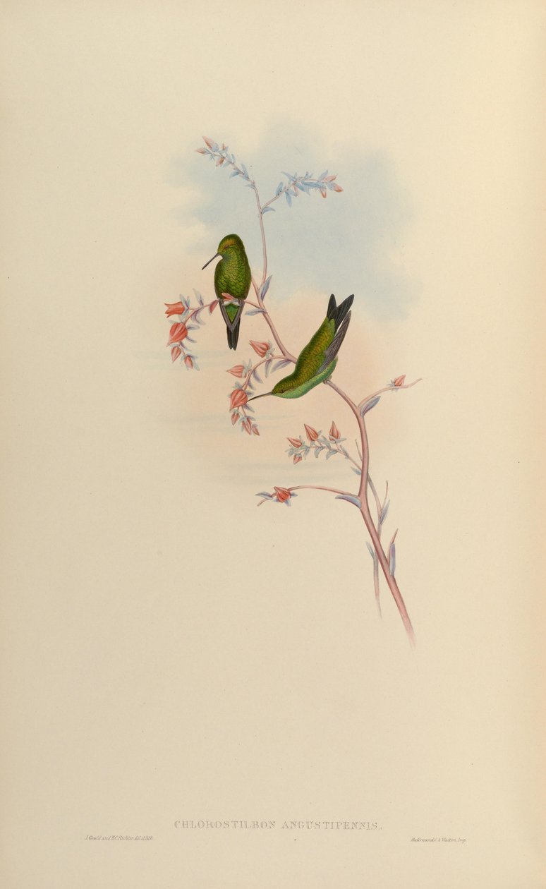 Chlorostilbon angustipennis = Chlorostilbon gibsoni af John Gould