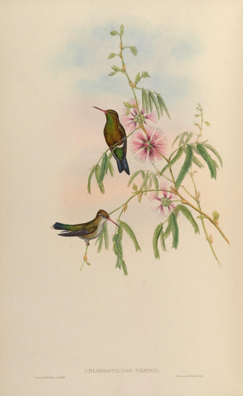 Chlorostilbon phaethon = Chlorostilbon aureoventris = Chlorostilbon lucidus af John Gould