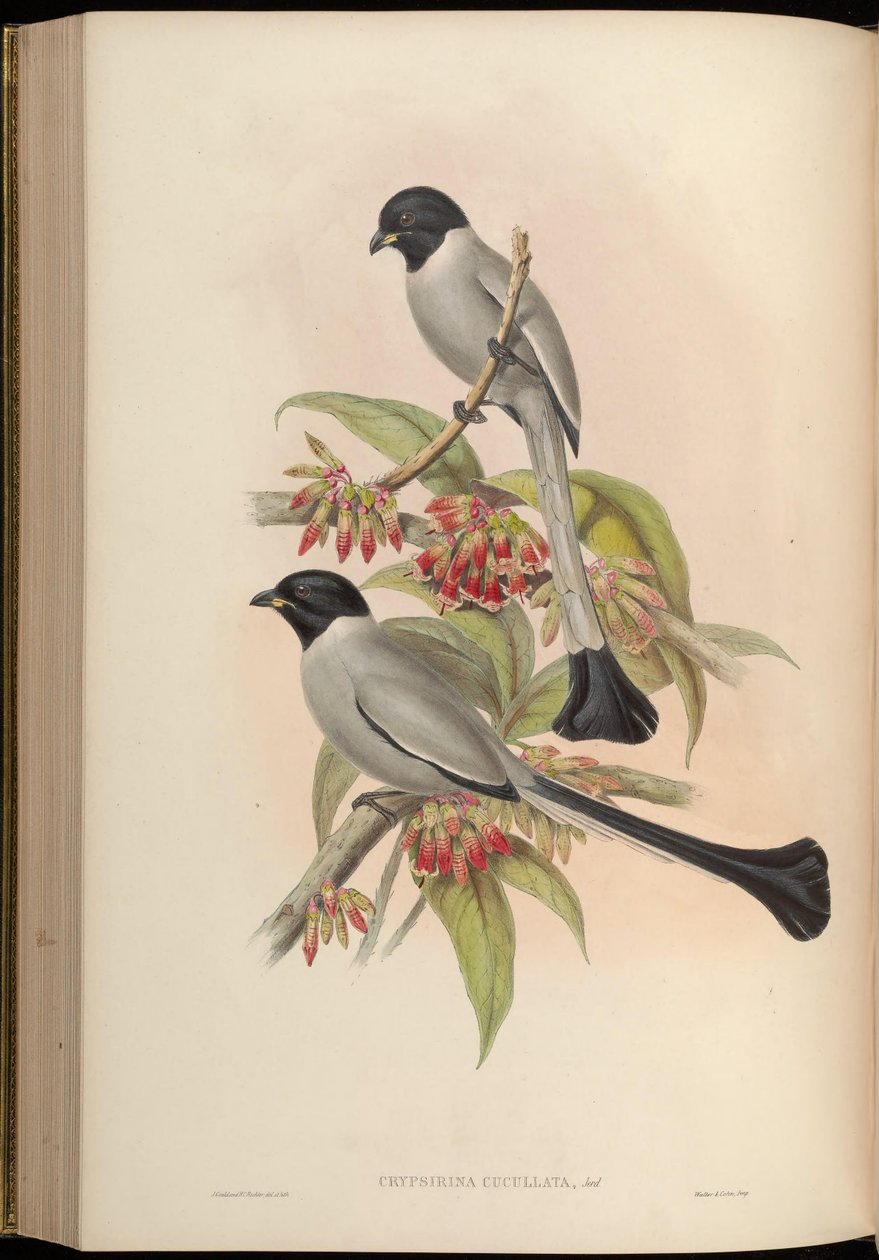 Chrypsirhina cucullata af John Gould